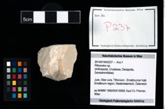 Foto (Objekt + Etikett) von Pithonoton sp.  (NHMW-GEO-2014-0194-0237)
